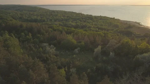 Descending drone shot of mixed tree forest at river coast Stock Footage 130609491
