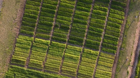Descending drone top down shot of colorful vegetable plantation plot at Vídeos de archivo 221966918