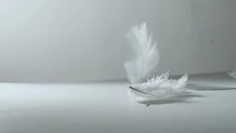 Descending feathers (4K) Stock Footage 199503441