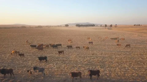 Descending flight over small herd of cows in a dry field Stock Footage 79806566