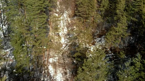 Descending flight over a valley full of fallen trees from coniferous forests Stock Footage 148341353