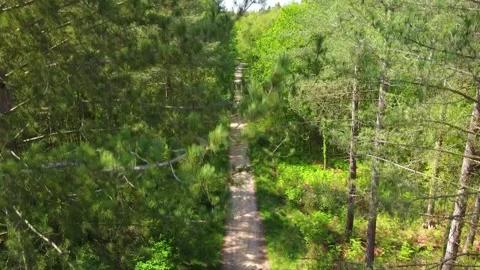 Descending into a forest with a path through it 库存影片 156801368