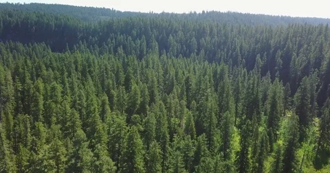Descending into Forest Wilderness Stock Footage
