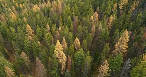Descending into a forest with yellow trees 動画素材 127378061