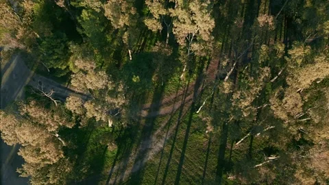 Descending into green and trees with shadows Stock Footage 229114481