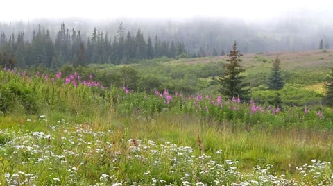 Descending mist time lapse (faster) Stock Footage