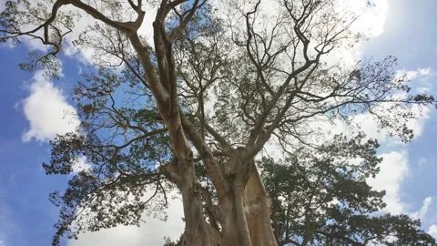 Descending Motion Lapse of a Bayan Ancient Tree and Clouds, Bali, Indonesia Stock Footage 346799031