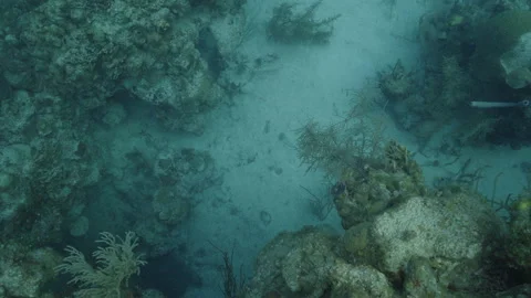 Descending into Ocean Reef Stock Footage 306495131
