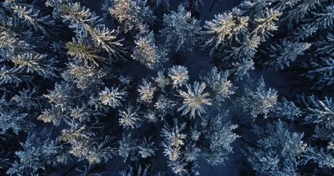 Descending over beautiful snowy tree tops Stock Footage 150219919