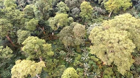 Descending over forest canopy Stock Footage 88139231