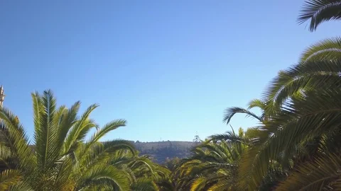 Descending into palm tree lined path in Ragusa garden Stock Footage 84791639