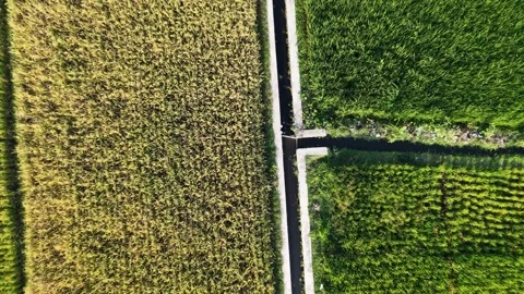 Descending rotating aerial top down drone view of golden and green rice field ca 스톡 동영상 342092336