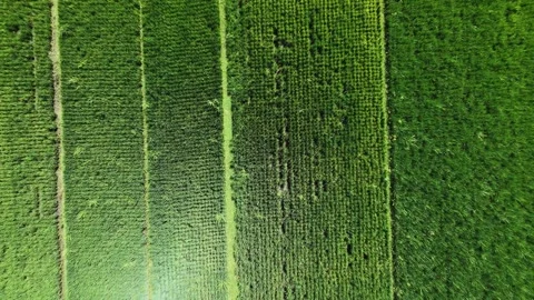 Descending rotating aerial top down drone view of green rice farm. Vídeo Stock 342092746