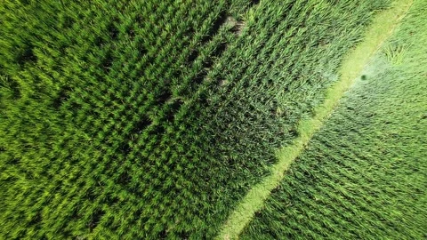 Descending rotating aerial top down drone view of green rice farm. Stock Footage 342844797