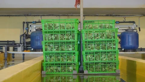 Descending shot of a stack of shellfish being lowered to be washed for sale Video stock 244710107