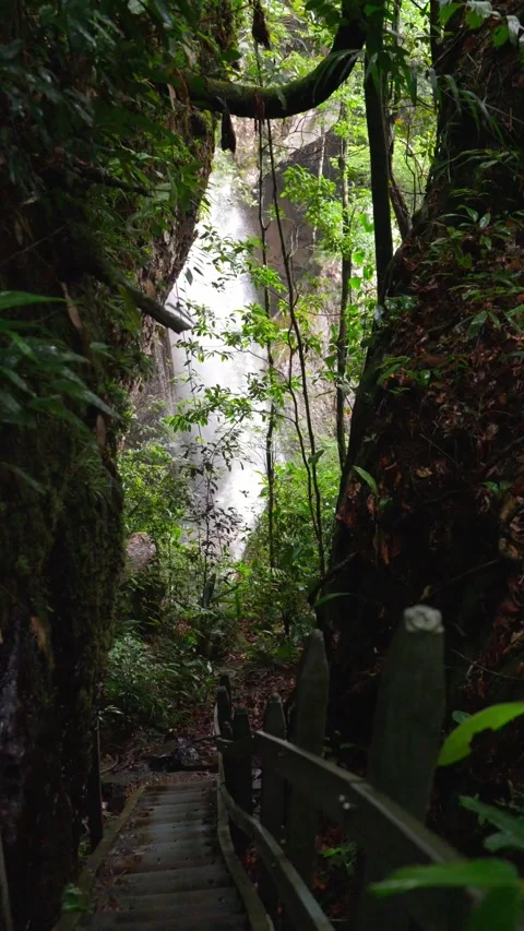 Descending Steps Toward a Waterfall in Lush Rainforest Stock-Footage 336521263