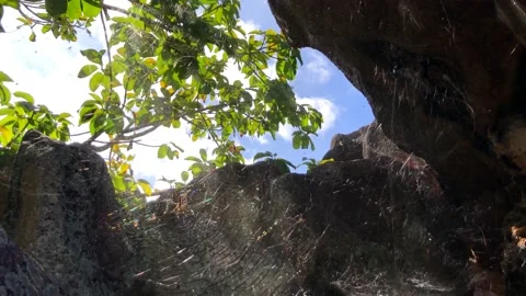 Descending Through Dense Spider Web With Sun Rays Rocks Curieuse Seychelles Stock Footage 239574547