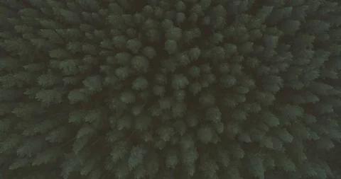 Descending top down aerial of pine forest in evening light Видео 112003281