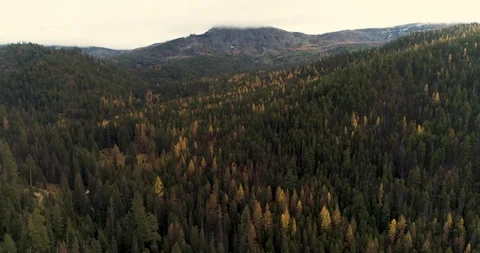 Descending towards trees 動画素材 123089905