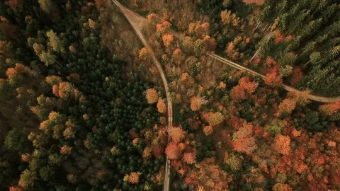 Descending tracking shot of road in forest during fall Video stock 99235832