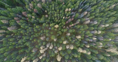 Descending into trees 動画素材 127386319