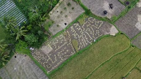 Descending Views of Tranquil Rice Fields After Harves Stock Footage 259533963