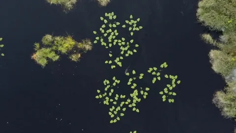 Descending while beaver swims through lilly pads Stock Footage 86475064