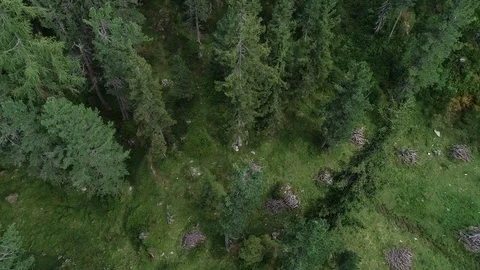 Descends into the vegetation of the forest Stock Footage 126677653
