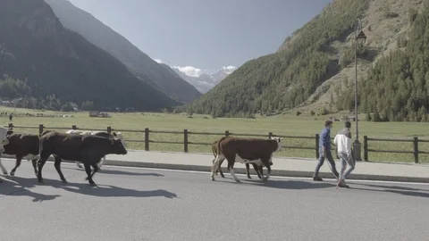 Descent from Alpine pastures, Cogne, Aosta Valley, 4k Stock Footage 95805053