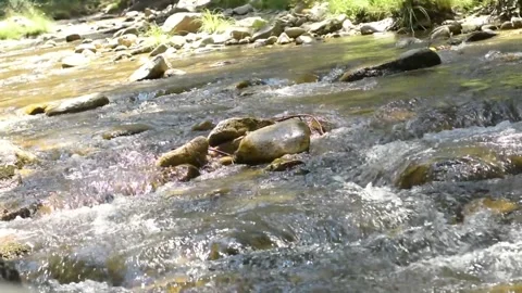 Descent of the course of a river  in the middle of a forest. Segovia, Spain Stock Footage 156634803