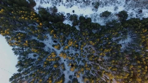 The descent to the crowns of coniferous trees Stock Footage