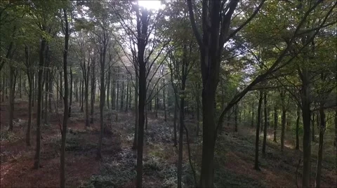 Descent into forest from canopy Stock Footage 68955412