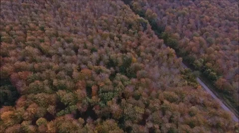 Descent into forest Stock Footage 68955426
