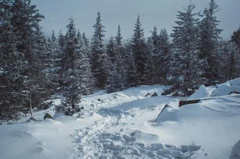 Descent into the forest Stock Photos