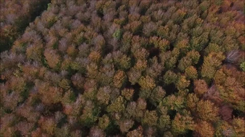 Descent into forest through canopy Stock Footage 68955543