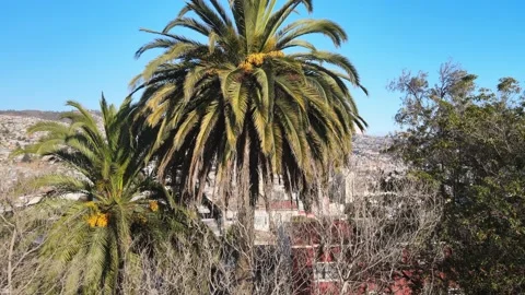 Descent in front of palm and trees of Santa Margarita square Stock Footage 237126343
