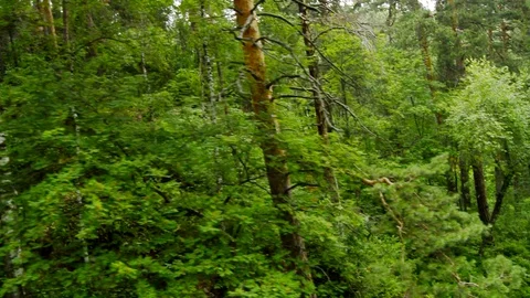 Descent from a mountain on a cable car, slow movement along trees Stock Footage 128230003