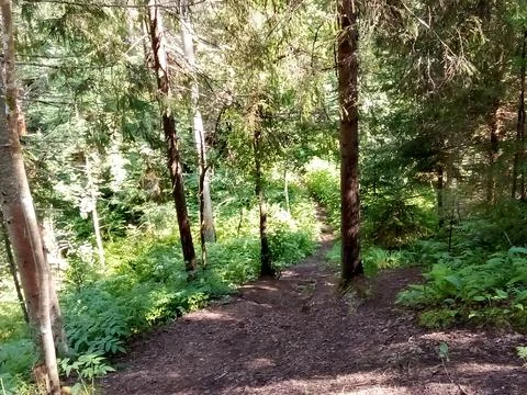 Descent from a mountain in the forest Stock Photos
