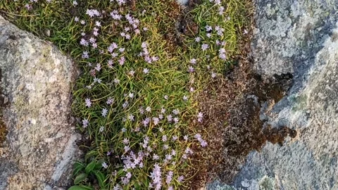 Descent to spring flowers among stone rocks Stock Footage 239334095