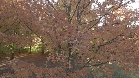 Description and Characteristics of a Tree with Brown Leaves Stock Footage 258357403