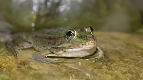 Description
Green Frog Resting on Wet Rock in Shallow River Water at Night Stock Footage 342068853