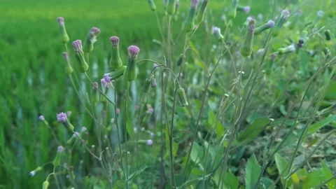 Description: Group of purple wild flower buds growing naturally in lush gre.. Stock Footage 340454621