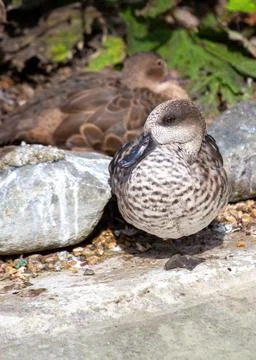 Description: The Marbled Teal is a small, diving duck native to the Mediterra 스톡 사진