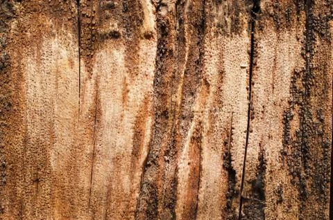 Description for over 100 years old wooden surface. Stock Photos