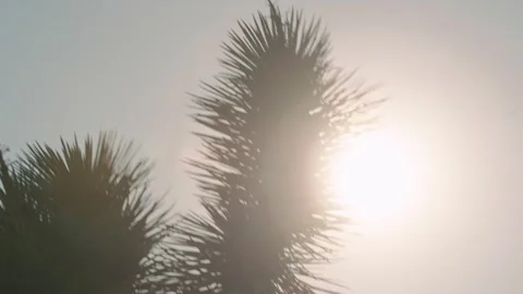 Description (under 200 characters):
Silhouette of yucca and Joshua tree plants Stock Footage 340182966