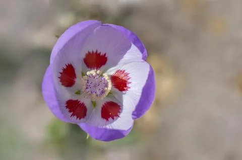 Deseart Five Spot in Bloom Stock Photos