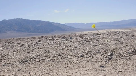 Deser flower Stockbeeldmateriaal 80893165