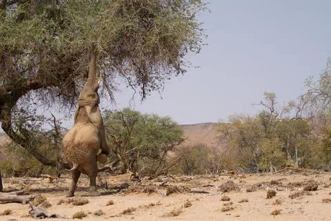 Desert Adapted Elephant Namibia Stock Photos