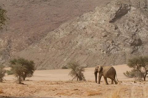 Desert Adapted Elephant Namibia Stock Photos