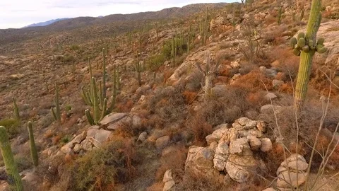 Desert aerial flying through a forest of saguaro cactus Stock Footage 83953335